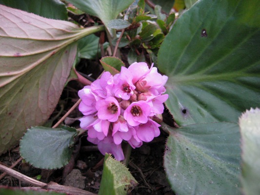 himarayayukinosita-2016.JPG